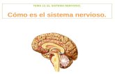 TEMA 13. EL SISTEMA NERVIOSO. Cómo es el sistema nervioso.