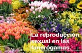 La reproducción sexual en las fanerógamas.. Las plantas fanerógamas pueden reproducirse asexualmente (sin necesidad de otro individuo), pero la mayor.