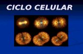CICLO CELULAR. Estructura y composición de los cromosomas Señala qué cromosomas son metacéntricos, submetacéntricos, acrocéntricos y telocéntricos.