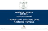 KIN 101 / Anatomía HumanaUniversidad de Las Américas © 2008 Anatomía Humana KIN 101 Escuela de Kinesiología Introducción al estudio de la Anatomía Humana.