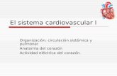 El sistema cardiovascular I Organización: circulación sistémica y pulmonar Anatomía del corazón Actividad eléctrica del corazón.
