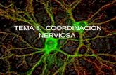 TEMA 8. COORDINACIÓN NERVIOSA. LA NEURONA Célula de Schwann AxónVaina de mielina Nódulo de Ranvier.
