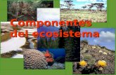 Componentes del ecosistema. Ecosistema Ecosistema Los ecosistemas son sistemas complejos como el bosque, el río o el lago, formados por una trama de elementos.