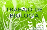 TRABAJO DE BIOLOGÍA MARÍA ROCA ROMERO Nº21. LESIONES EN EL SISTEMA LOCOMOTOR.