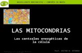 BACHILLERATO MARIANISTAS + COMPAÑÍA DE MARÍA Prof. VÍCTOR M. VITORIA Anatomía y Fisiología Humanas - HISTOLOGÍA LAS MITOCONDRIAS Las centrales energéticas.