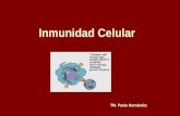 Inmunidad Celular TM. Paola Hernández. Fases de la Respuesta Inmune 1.Reconocimiento del antígeno. 2.Activación de los linfocitos. 3.Fase efectora eliminación.