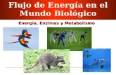 Flujo de Energía en el Mundo Biológico Energía, Enzimas y Metabolismo.