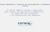 El CATIE combina ciencia y educación para lograr una agricultura competitiva, la reducción de la pobreza y la conservación del ambiente Centro Agronómico.