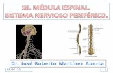 30/01/20141. Que el estudiante: Enumere las características principales de la médula espinal. Identifique a la sustancia gris y blanca en el cerebro,