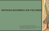 INTOXICACIONES EN FELINOS M.V. LETIZIA ZUFRIATEGUI COORDINADORA DE INTERNACIÓN HOSPITAL ESCUELA F.C.V.