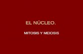 EL NÚCLEO. MITOSIS Y MEIOSIS. EL NÚCLEO: Centro de control de la célula eucariótica. Núcleo en interfase Núcleo en división.