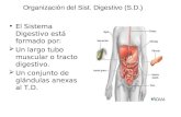 Organización del Sist. Digestivo (S.D.) El Sistema Digestivo está formado por: Un largo tubo muscular o tracto digestivo. Un conjunto de glándulas anexas.