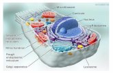 Cell-eccentrix.com. El núcleo en INTERFASE Con envoltura nuclear Con nucléolo Cromatina.