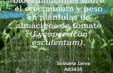 Efectos de cuatro bioestimulantes sobre el crecimiento y peso en plántulas de almácigos de tomate (Lycopersicon esculentum). Sussana Leiva A83435.