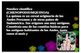 Nombre científico (CHENOPODIUMQUINOA) La quinua es un cereal originario de los Andes Peruanos y de otros países de Sudamérica. Sus orígenes son muy antiguos.