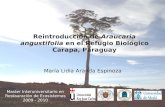 Master Interuniversitario en Restauración de Ecosistemas 2009 - 2010 Reintroducción de Araucaria angustifolia en el Refugio Biológico Carapa, Paraguay.