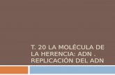 T. 20 LA MOLÉCULA DE LA HERENCIA: ADN. REPLICACIÓN DEL ADN.