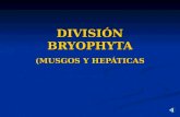 DIVISIÓN BRYOPHYTA (MUSGOS Y HEPÁTICAS. Clasificación de las Briofitas Hepáticas. Hepáticas. gametofito laminar, aplanado, en forma de cintas rastreras.