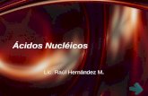 Ácidos Nucléicos Lic. Raúl Hernández M.. Ácidos nucleicos: Introducción Bases, nucleósidos y nucleótidos.