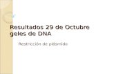 Resultados 29 de Octubre geles de DNA Restricción de plásmido.