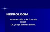 NEFROLOGIA Introducción a la función renal. Dr. Jorge Brenes Dittel.