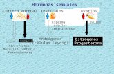 Hormonas sexuales Estrógenos Andrógenos Sin efectos masculinizantes o femineizantes TestículosOvarios Andrógenos (células Leydig) Estrógenos Progesterona.