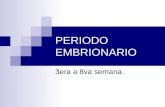 PERIODO EMBRIONARIO 3era a 8va semana.. Características del período embrionario FORMACION DE ORGANOS Y TEJIDOS ESPECIFICOS A PARTIR DE LAS TRES HOJAS.