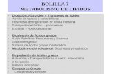 BOLILLA 7 METABOLISMO DE LIPIDOS Digestión, Absorción y Transporte de lípidos - Acción de lipasas y sales biliares - Resíntesis de triglicéridos en célula.