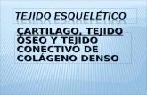 CARTILAGO, TEJIDO ÓSEO Y TEJIDO CONECTIVO DE COLÁGENO DENSO.