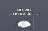 NERVIO GLOSOFARÍNGEO. Nervio Glosofaríngeo (IX) Funciones: Motora, Propioceptiva Consciente y Exteroceptiva, Sensibilidad Especial, Propioceptiva Inconsciente.