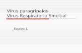 Virus paragripales Virus Respiratorio Sincitial Equipo 1.