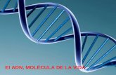 El ADN, MOLÉCULA DE LA VIDA. PROTEINAS Hormonas Enzimas Transporte de sustancias Soporte mecánico Contracción muscular Defensa inmune Formación de estructuras.