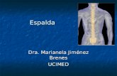 Espalda Dra. Marianela Jiménez Brenes UCIMED. Columna Vertebral La columna comprende cuatro porciones: La columna comprende cuatro porciones: 7 vértebras.