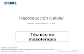 Reproducción Celular Professor: Verónica Pantoja. Lic. MSP. Técnico en masoterapia IPCHILE - DOCENTE: Veronica Pantoja Silva. 2013 Definir el Ciclo Celular.