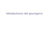 Metabolismo del glucógeno. El glucógeno representa la principal forma de almacenamiento de carbohidratos en animales.