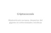 Criptococosis Blastomicosis europea, despertar del gigante en enfermedades micóticas.