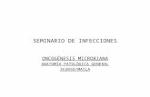 SEMINARIO DE INFECCIONES ONCOGÉNESIS MICROBIANA ANATOMÍA PATOLÓGICA GENERAL 3CURSO/MAILA.