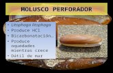 Litophaga litophaga Produce HCl Bicarbonatación… Produce oquedades mientras crece Dátil de mar MOLUSCO PERFORADOR.