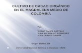 Cultivo de cacao organico en el magdalena medio de colombia