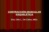 CONTRACCIÓN MUSCULAR ESQUELÉTICA Dra. Oris L. De Calvo, MSc.