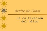 Aceite de Oliva La cultivación del olivo. Jaén Jaén, al este de Córdoba en Andalucía España, es la región principal del cultivo del olivar desde hace.