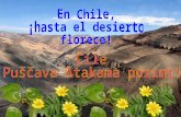 En el desierto de Atacama, el más árido del mundo, ubicado al norte de Chile, se produce un fenómeno climático espectacular…