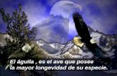 El águila, es el ave que posee la mayor longevidad de su especie.