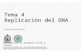 1 CA García Sepúlveda MD PhD Tema 4 Replicación del DNA Laboratorio de Genómica Viral y Humana Facultad de Medicina, Universidad Autónoma de San Luis Potosí