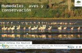 Comité Defensa Río Maullín Mayo 2 0 1 3 Humedales, aves y conservación Observación de aves: un mecanismo eficaz de fortalecimiento en la protección del.
