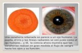 Una zanahoria rebanada se parece a un ojo humano. La pupila, el iris y las líneas radiantes se ven justo como el ojo humano... y SÍ, la ciencia ahora muestra.