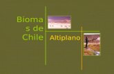 Bioma de Chile Altiplano