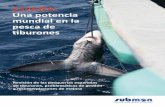 España: una potencia mundial en la pesca de tiburones