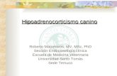 Hipoadrenocorticismo canino Roberto Matamoros, MV, MSc, PhD Sección Endocrinología clínica Escuela de Medicina Veterinaria Universidad Santo Tomás Sede.