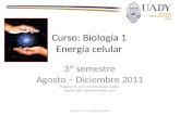 Curso: Biología 1 Energía celular 3º semestre Agosto – Diciembre 2011 Elaboró: M. en C. Cynthia Bazán Godoy Revisó: Biol. Renato Castillo Loría Elaboró: